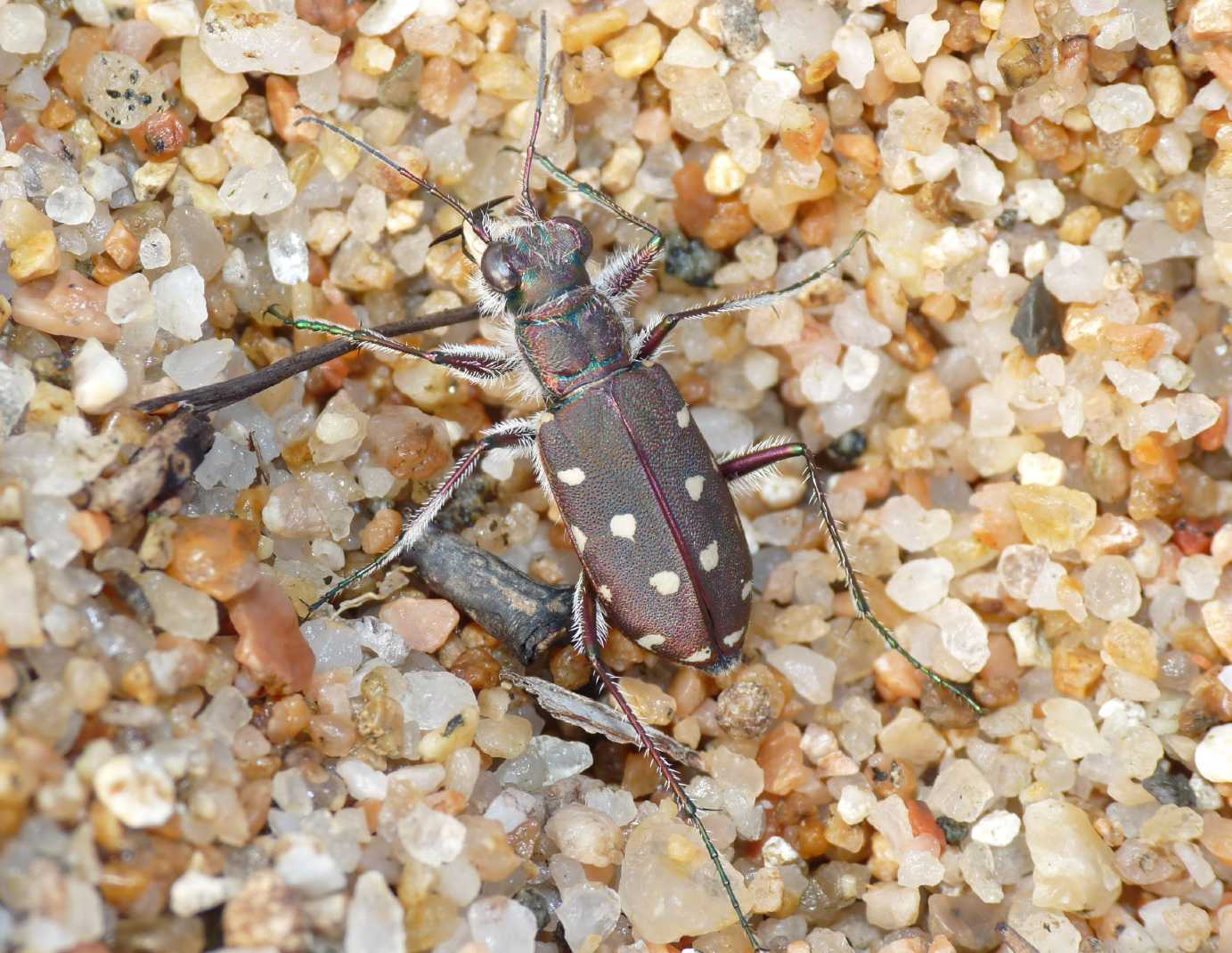 Cicindela di spiaggia da id: Calomera littoralis nemoralis